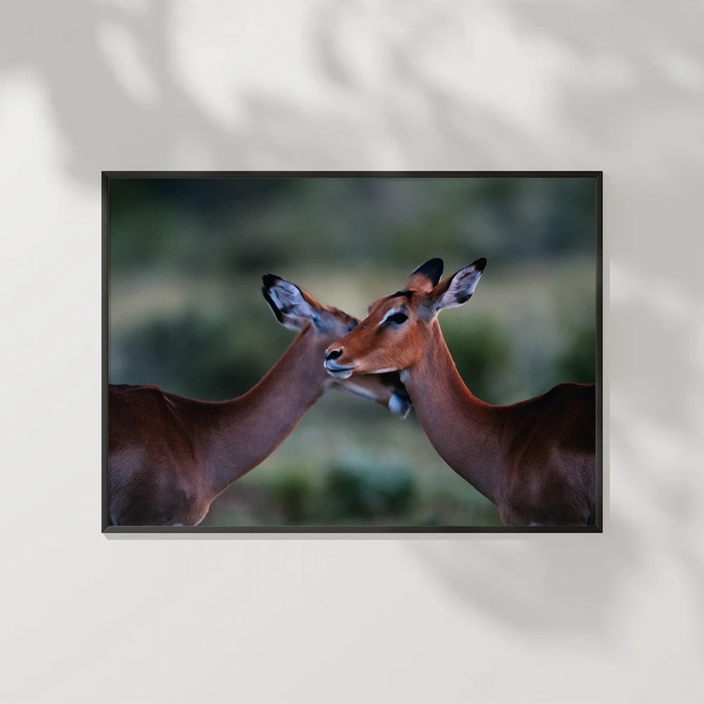 Sevgi Dolu Ceylanlar Poster