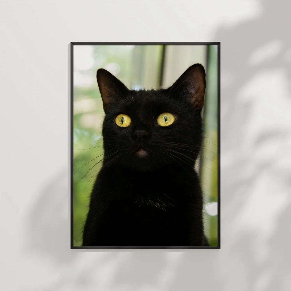 Siyah Kedi Portresi Poster