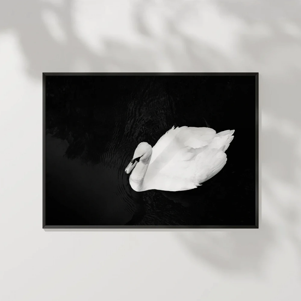 Swan Silueti Poster