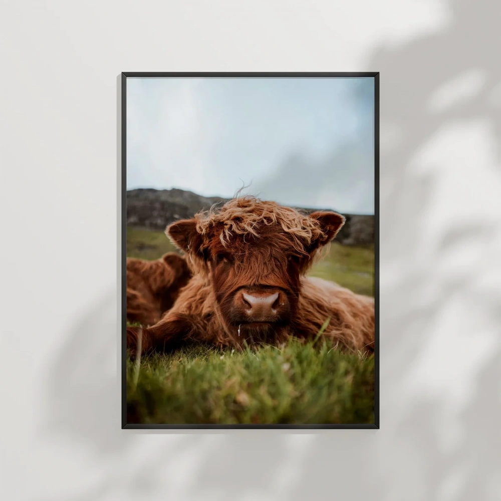 Tarlada Dinlenen İnek Poster