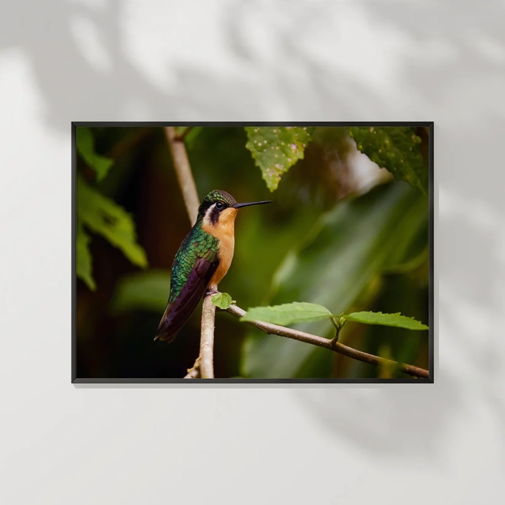 Tropikal Kuşlar Poster