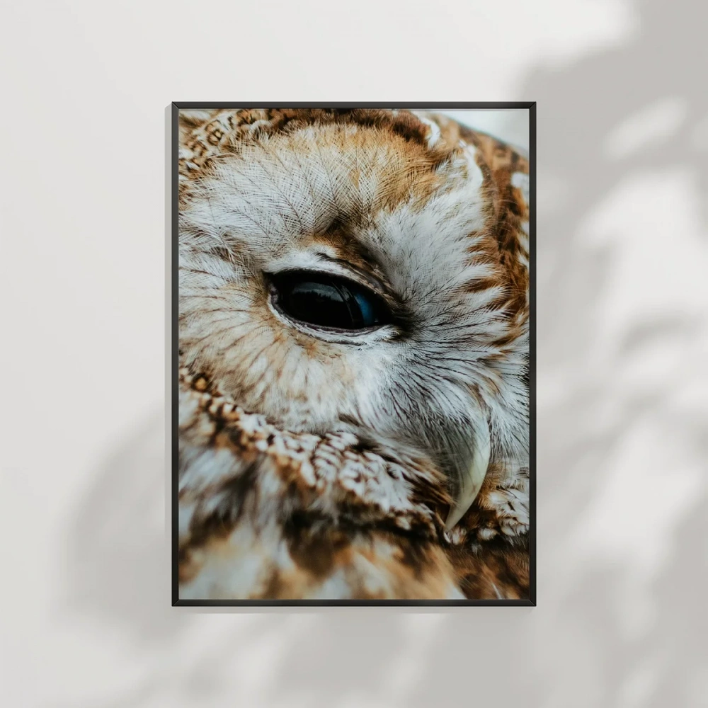 Uykulu Baykuş Poster