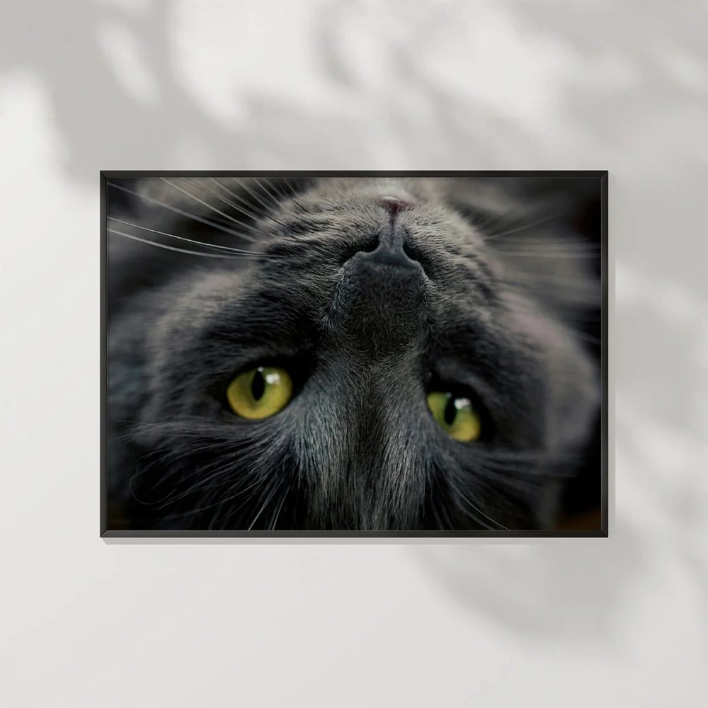 Yavru Kedi Uyku Anı Poster