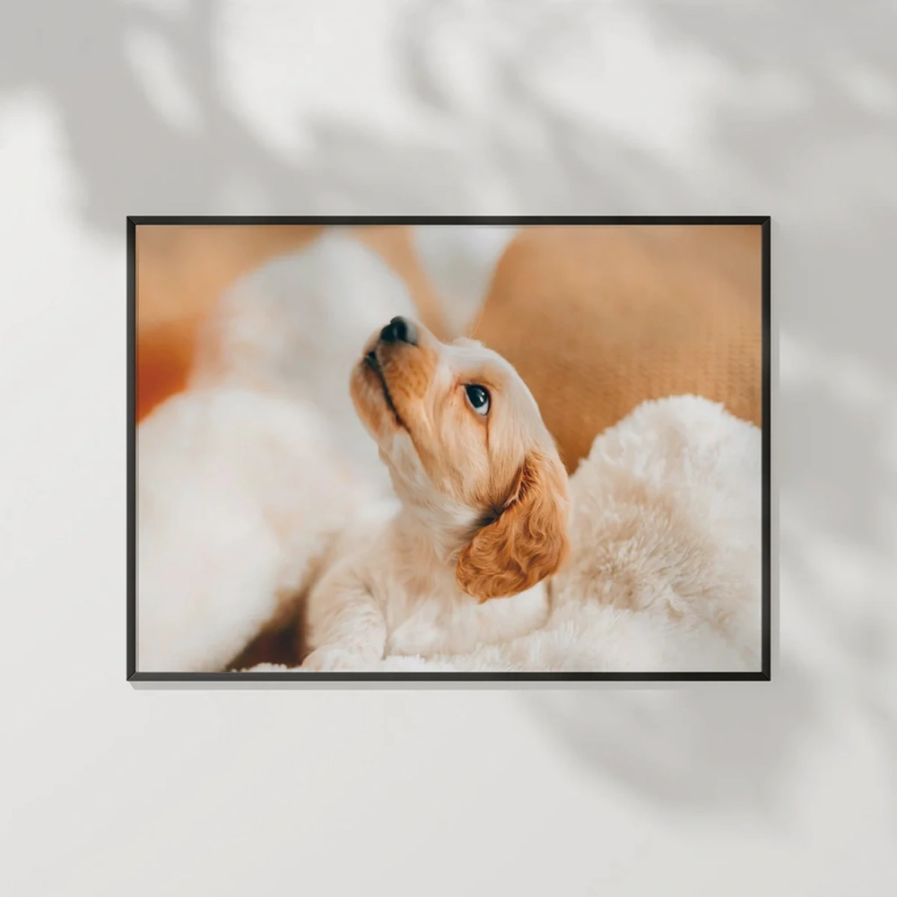 Yavru Köpek Bakışı Poster