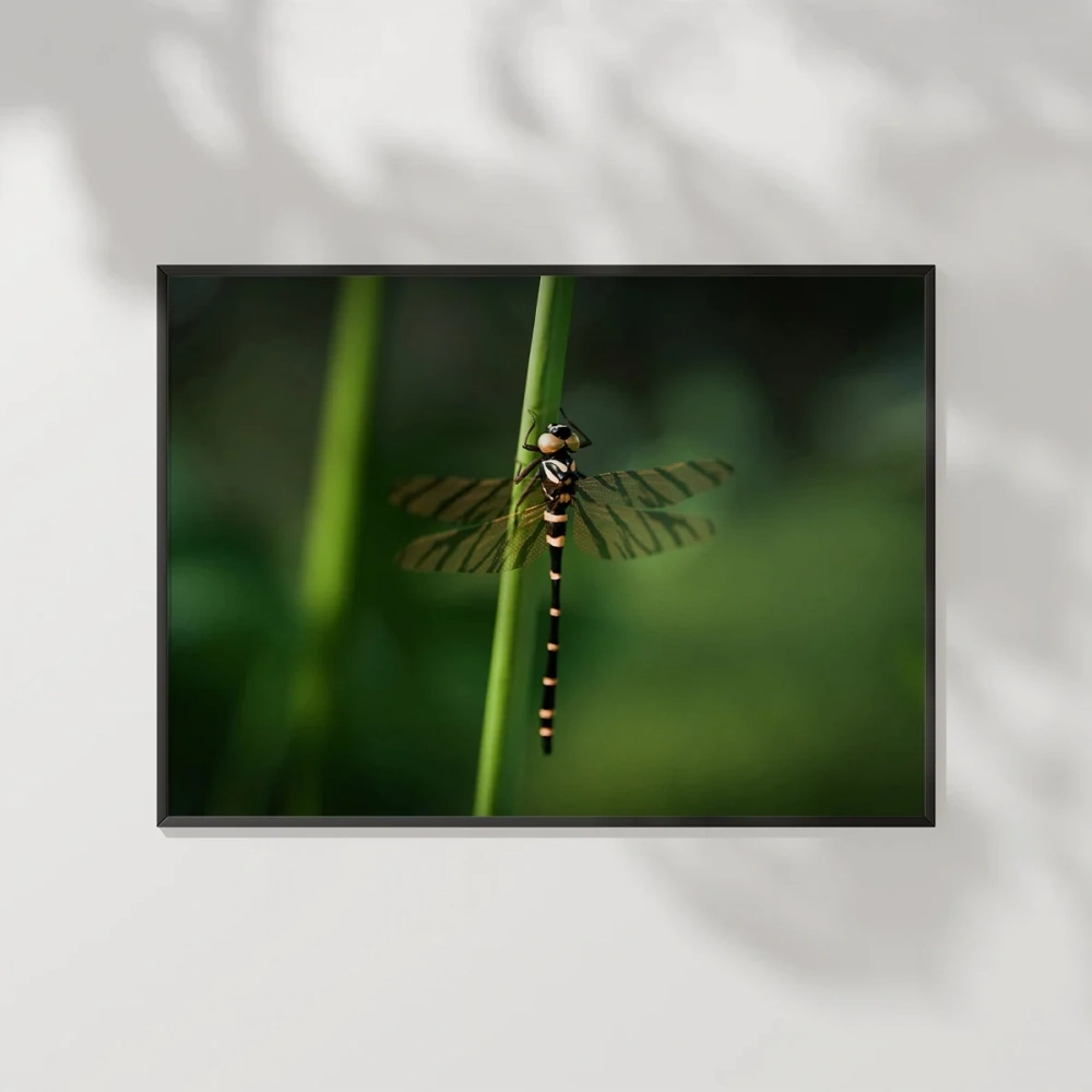 Yeşil Arka Planda Yusufçuk Poster