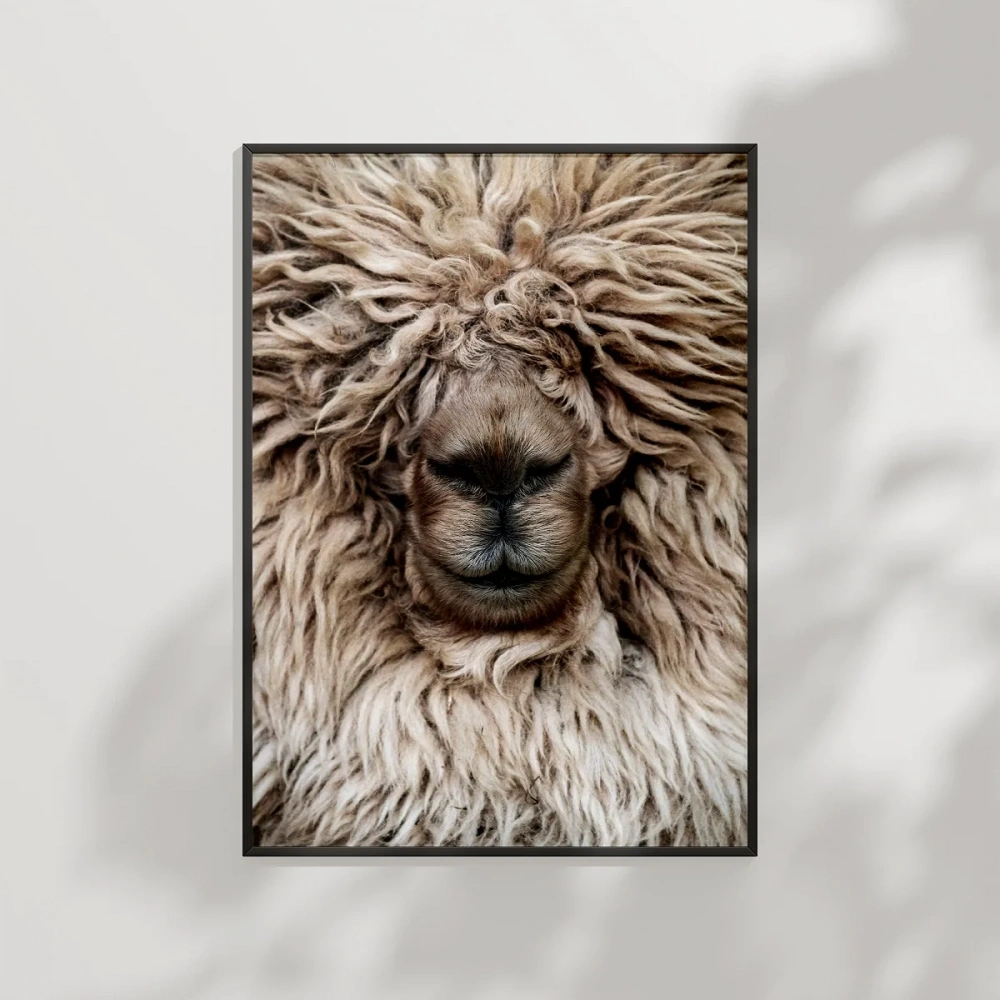 Yünlü Koyun Portresi