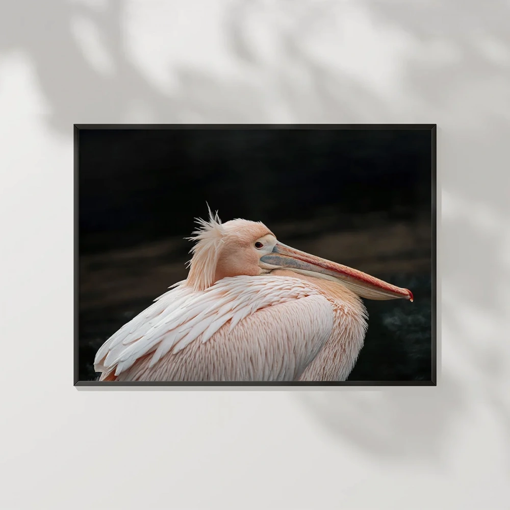 Zarif Pelikan Poster