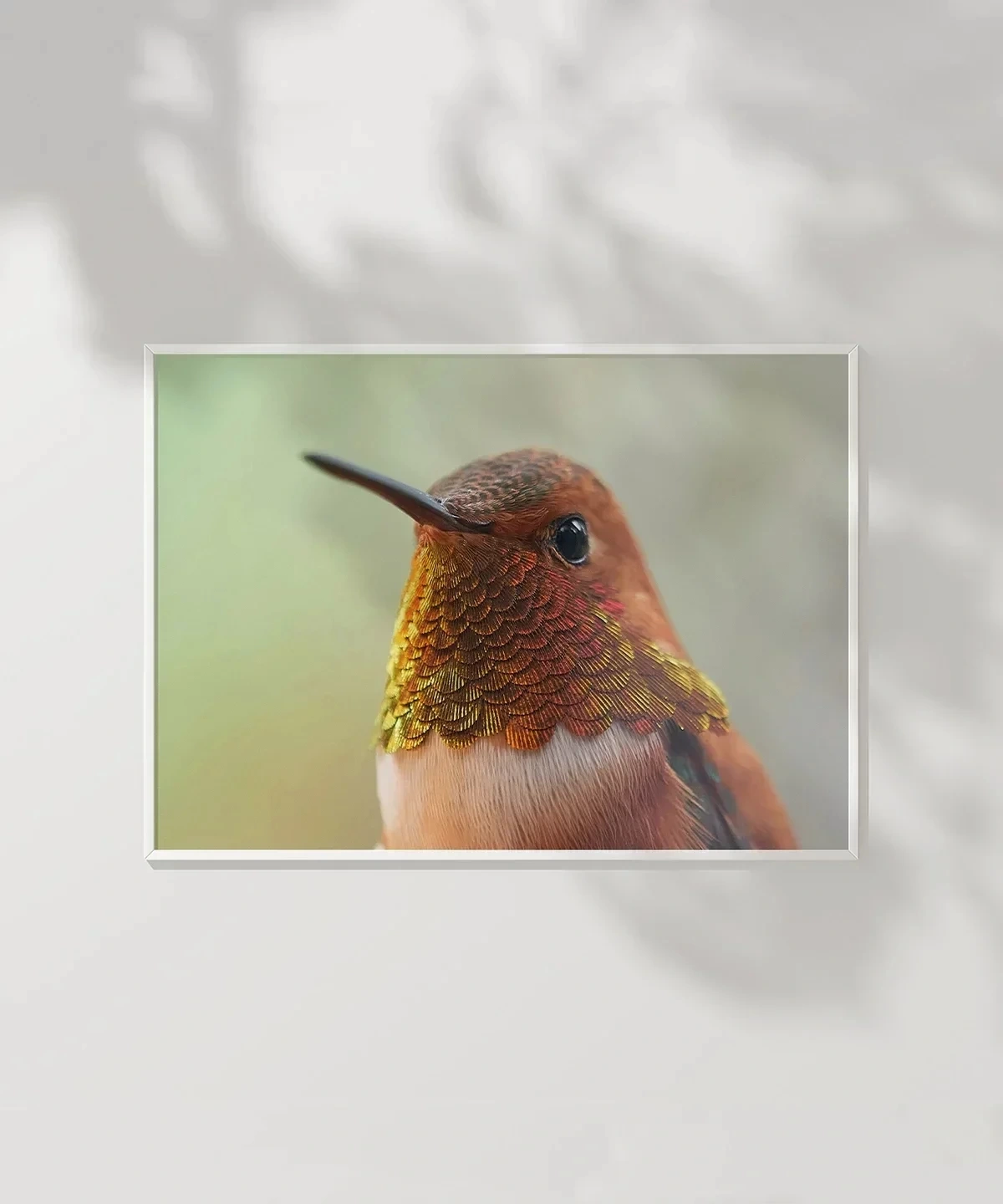 1. Kolibri Kuşu Poster