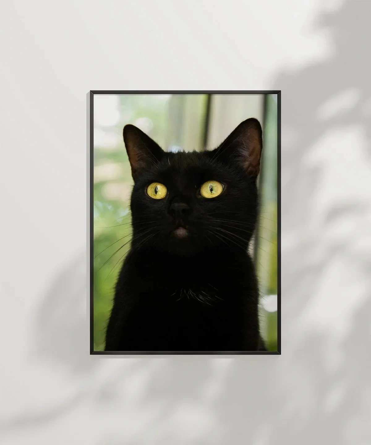 Siyah Kedi Portresi Poster