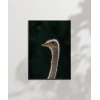 1. Devekuşu Portresi Poster