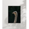 1. Devekuşu Portresi Poster