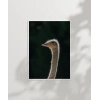 1. Devekuşu Portresi Poster
