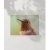 1. Kolibri Kuşu Poster