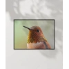 1. Kolibri Kuşu Poster
