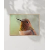 1. Kolibri Kuşu Poster