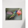 1. Nektar İçindeki Hummingbird Poster
