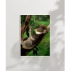 Ağaçta Uyuyan Koala Poster