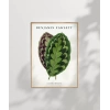 Benjamin Fawsett Calathea Veitchiana Poster