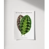 Benjamin Fawsett Calathea Veitchiana Poster