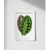Benjamin Fawsett Calathea Veitchiana Poster