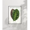 Benjamin Fawsett Calathea Veitchiana Poster