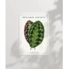 Benjamin Fawsett Calathea Veitchiana Poster