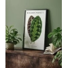 Benjamin Fawsett Calathea Veitchiana Poster