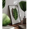 Benjamin Fawsett Calathea Veitchiana Poster