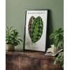 Benjamin Fawsett Calathea Veitchiana Poster