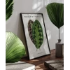 Benjamin Fawsett Calathea Veitchiana Poster