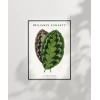 Benjamin Fawsett Calathea Veitchiana Poster