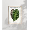 Benjamin Fawsett Calathea Veitchiana Poster