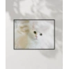 Beyaz Kedi Poster