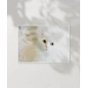 Beyaz Kedi Poster