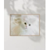 Beyaz Kedi Poster