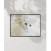 Beyaz Kedi Poster