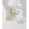 Beyaz Kedi Poster