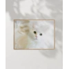 Beyaz Kedi Poster