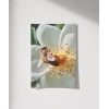 Çiçek Üzerinde Arı Poster