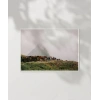 Dağlarda İnek Sürüsü Poster