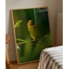 Dal Üzerinde Papağan Çifti Poster