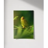 Dal Üzerinde Papağan Çifti Poster