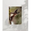 Dallara Tırmanan Sincap Poster