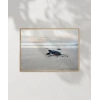 Deniz Kaplumbağası Poster
