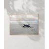 Deniz Kaplumbağası Poster