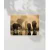 Fil Ailesi Gün Batımı Poster
