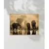 Fil Ailesi Gün Batımı Poster