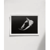 Gölgedeki Asalet Poster