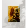 Günebakan Çiçeği ve Arı Poster