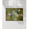 Hummingbird Savaşları Poster